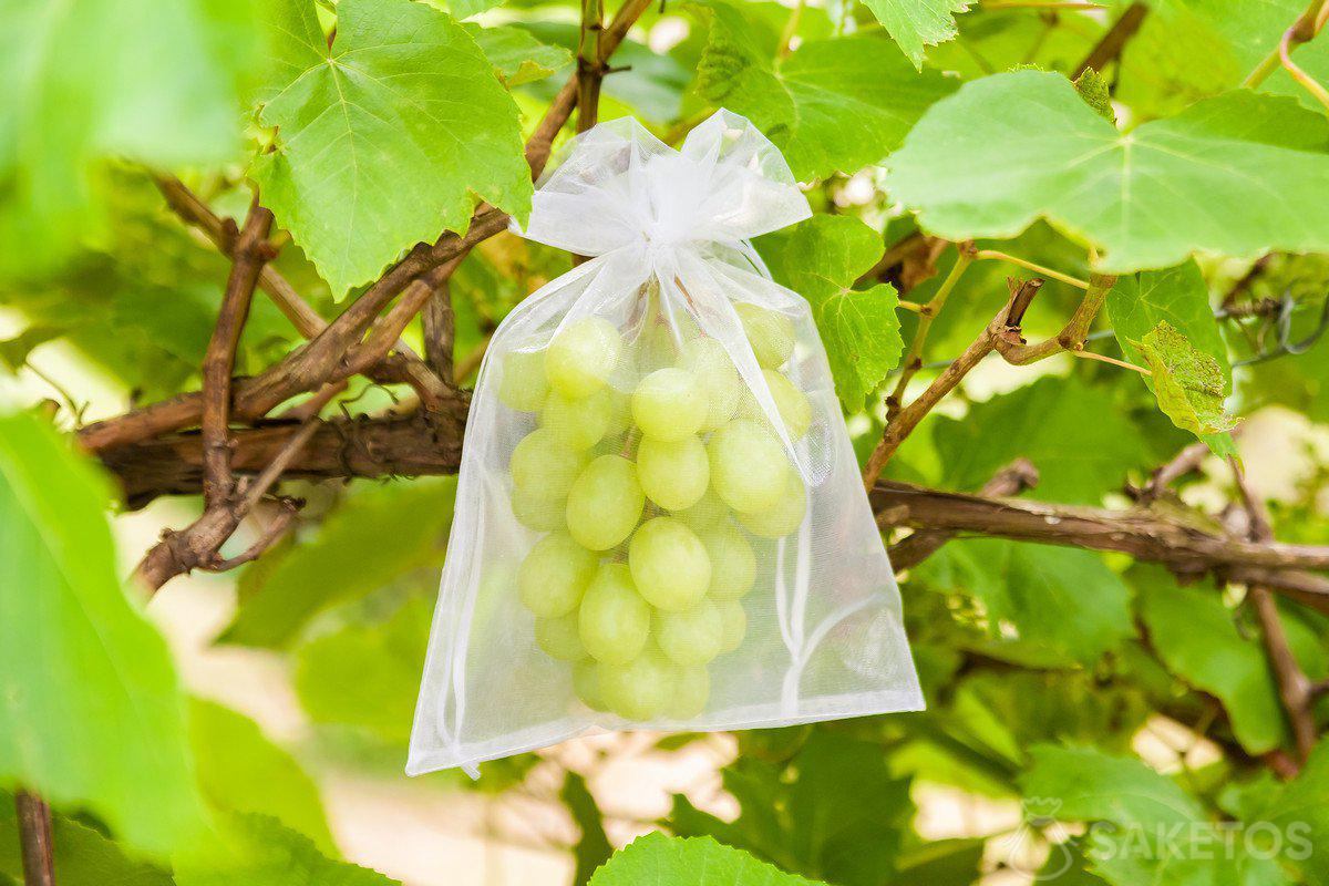 bescherming van druiven