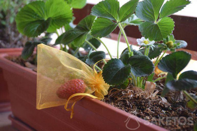 Gewasbescherming - aardbei in een organza zakje. Bescherming van planten, fruit, druiven