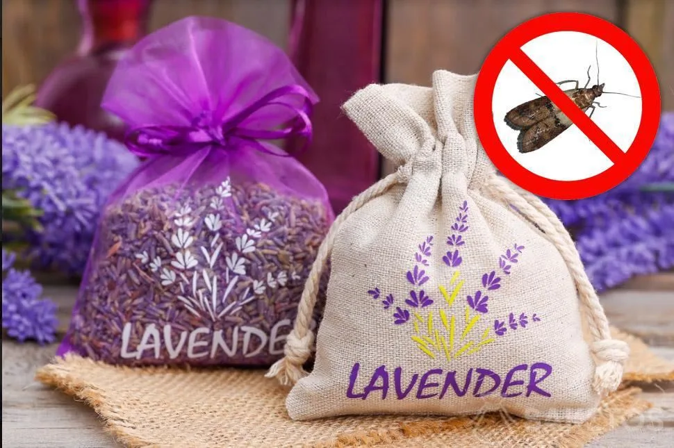 Bewezen huiselijke methodes tegen voedselmotten - ga na welke deze zijn! 1