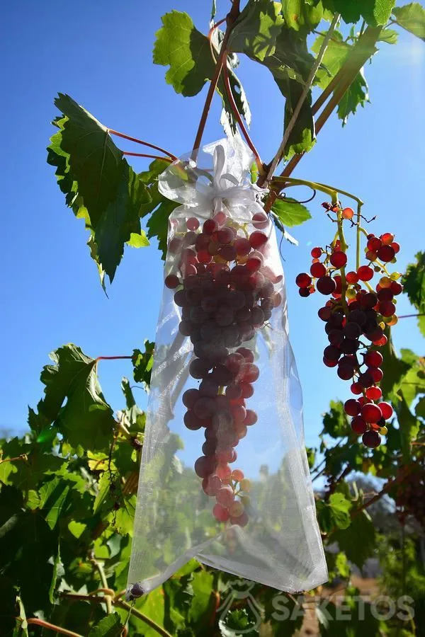 Vruchtbeschermingszakken - tegen vogels en ongedierte 7