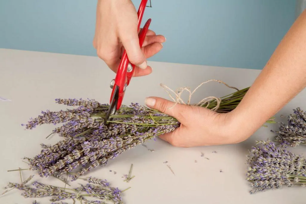 Lavendel - wanneer te oogsten, hoe te drogen en waarin te verpakken? 7