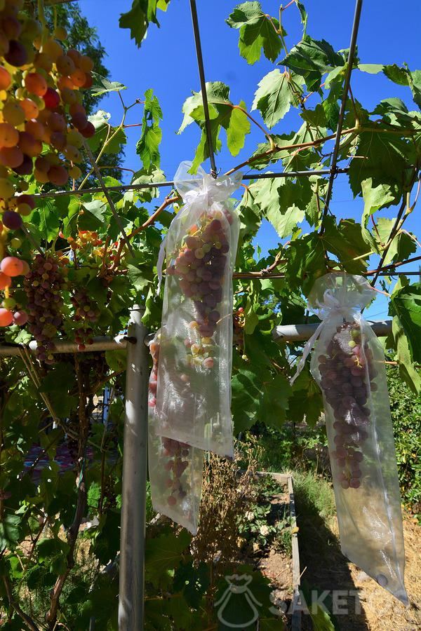 Vruchtbeschermingszakken - tegen vogels en ongedierte 5