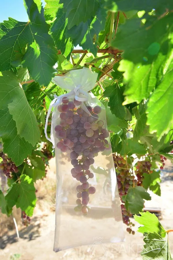 Vruchtbeschermingszakken - tegen vogels en ongedierte 8