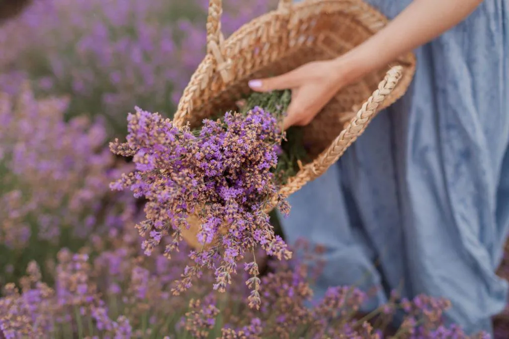 Lavendel - wanneer te oogsten, hoe te drogen en waarin te verpakken? 3