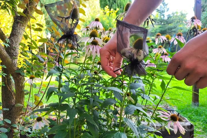 Zaad collectie zakken